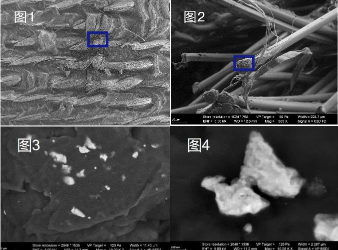 蔡司掃描電鏡 蔡司掃描電鏡